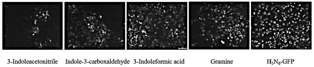 Application of indole-3-acetonitrile in preparation of medicine for treating or preventing influenza virus infection