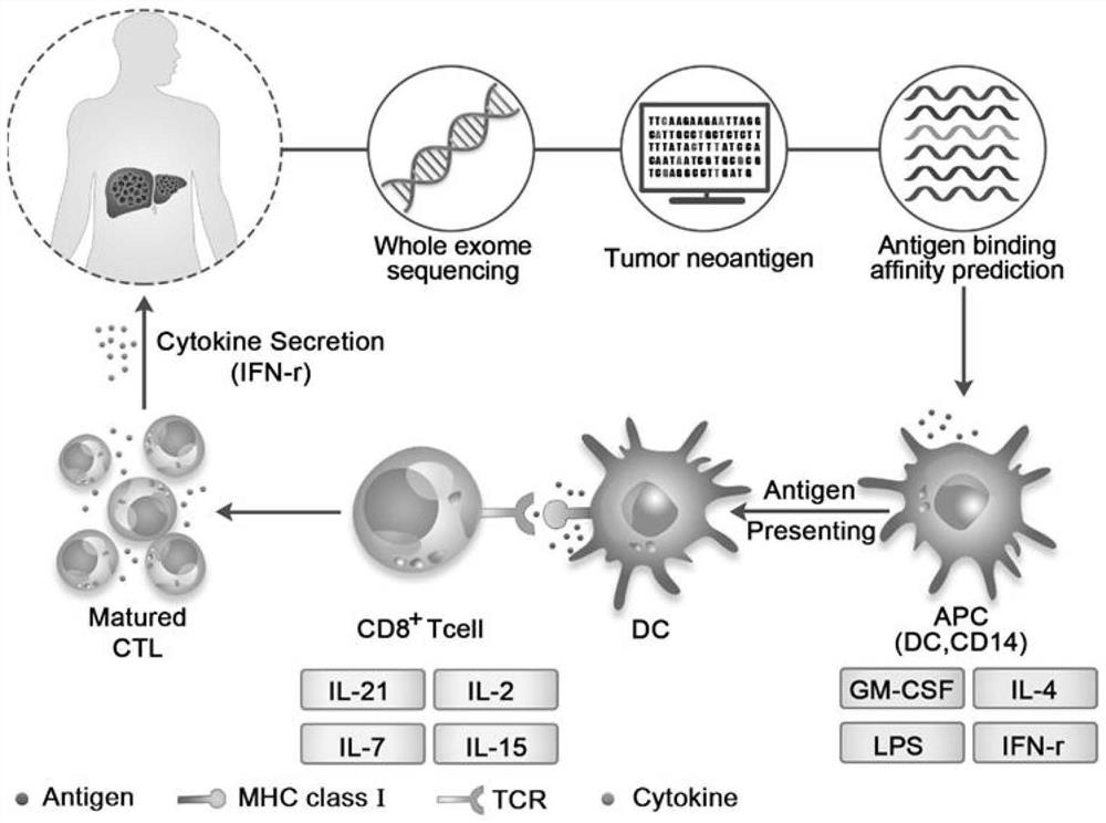 Antigen polypeptide for inducing liver cancer specific cytotoxic T lymphocytes and application of antigen polypeptide