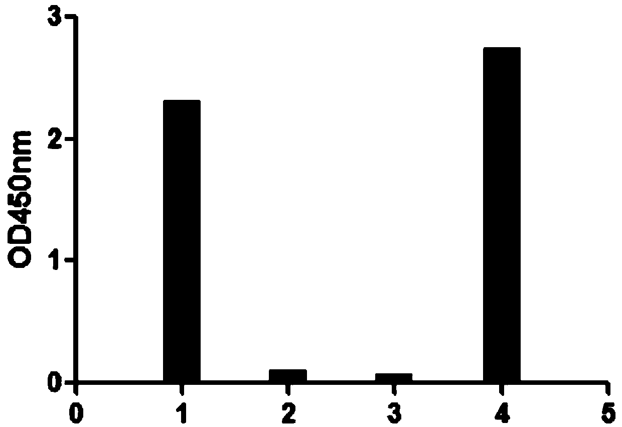 Anti-HET-2 heavy chain antibody and application thereof