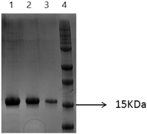 Anti-HET-2 heavy chain antibody and application thereof