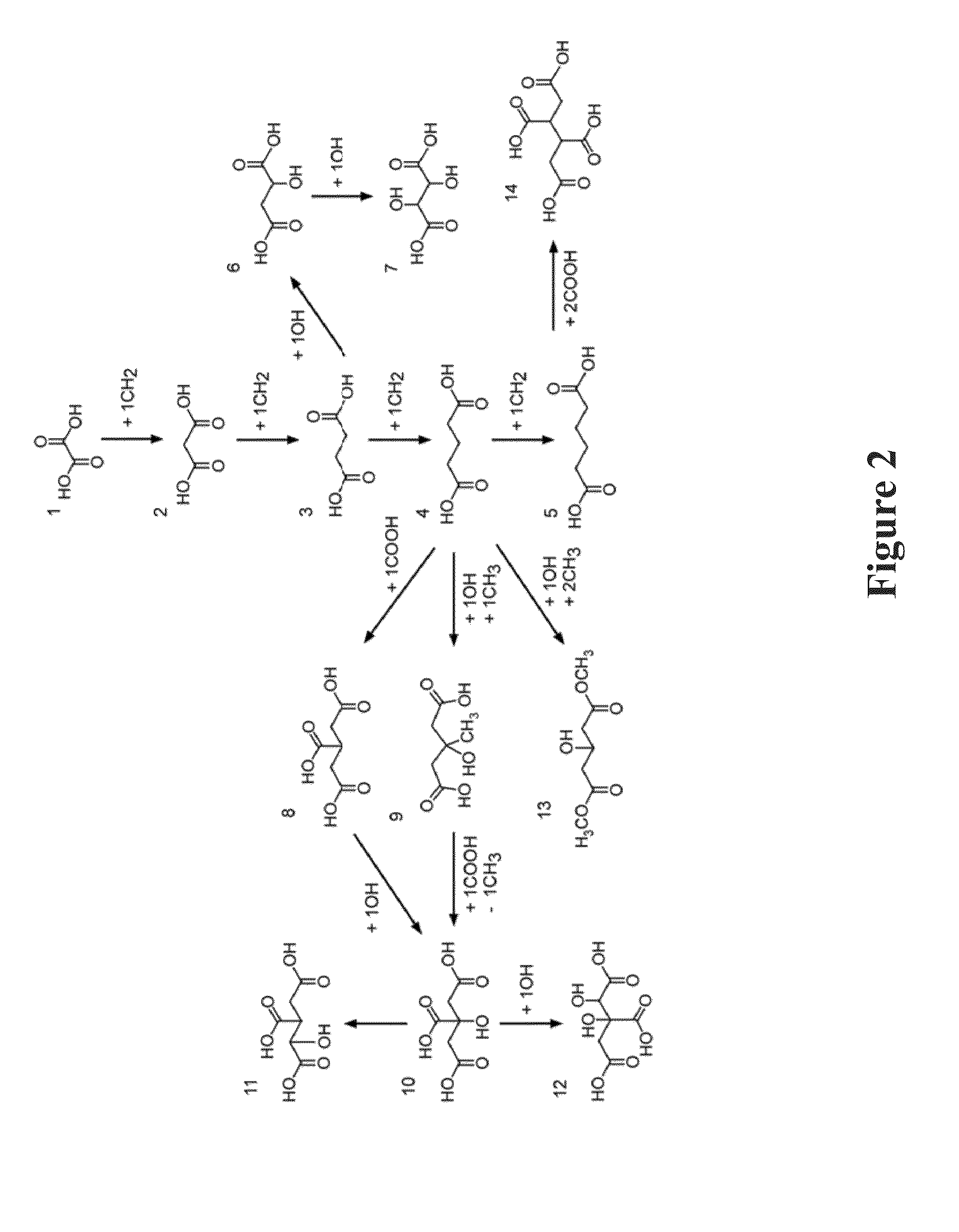 Organic acids as growth inhibitors of pathological calcification and uses thereof
