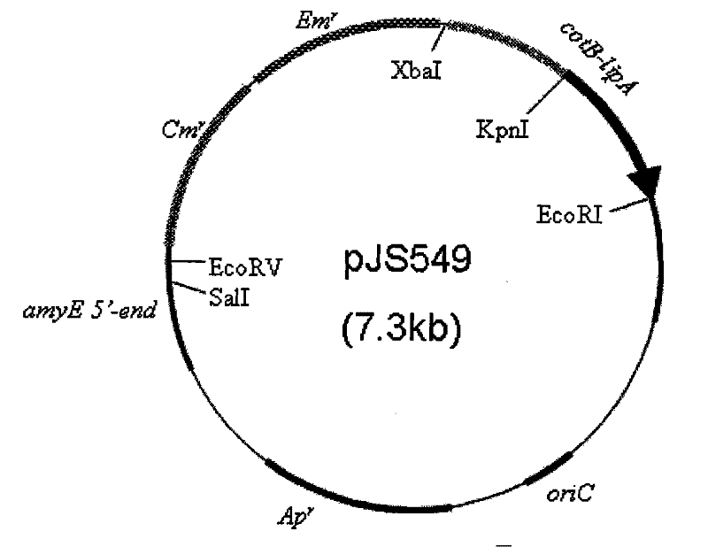 Preparation of recombinant spore with surface for displaying lipase having catalytic activity