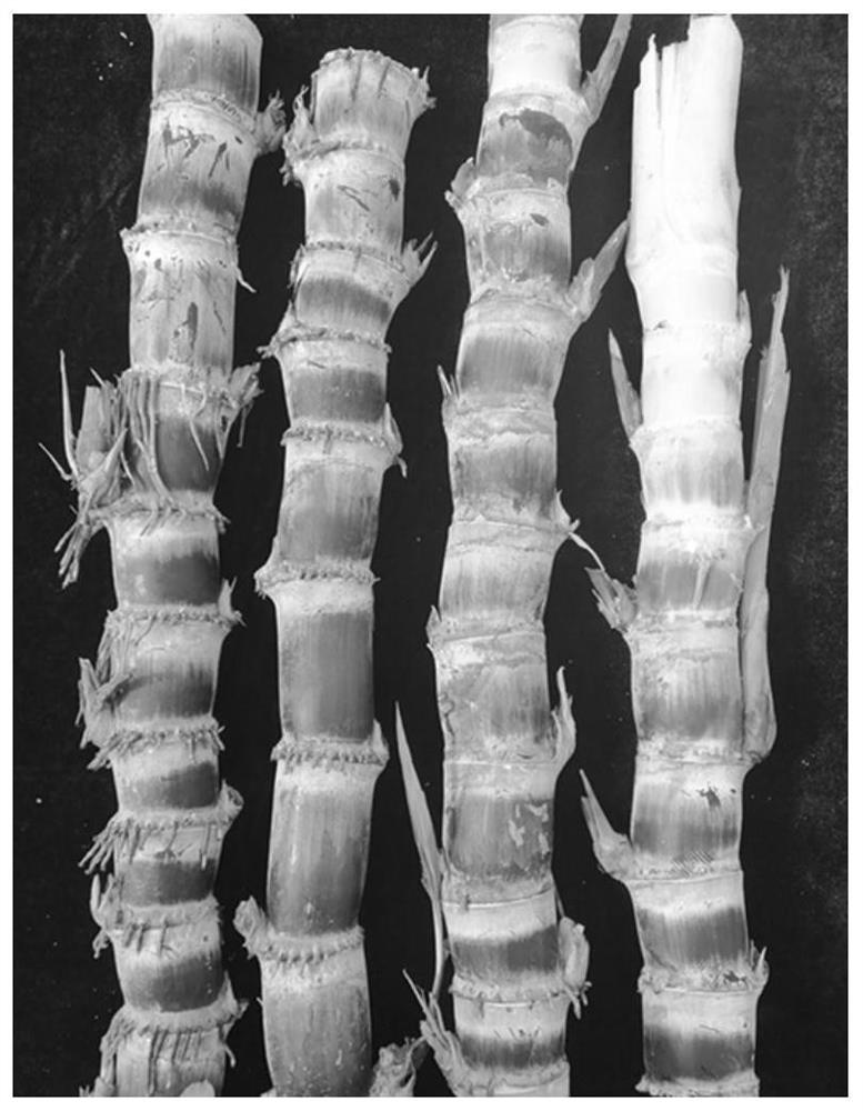 Breeding method for cultivating new germplasms of ornamental dwarf-stalk sugarcane