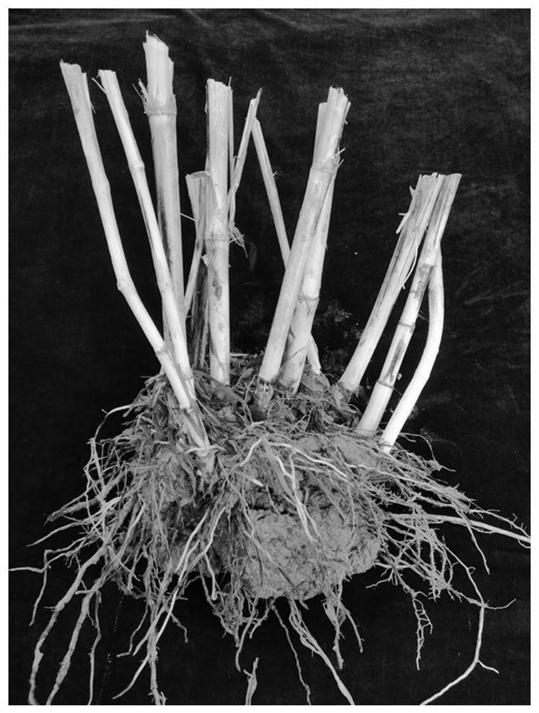 Breeding method for cultivating new germplasms of ornamental dwarf-stalk sugarcane