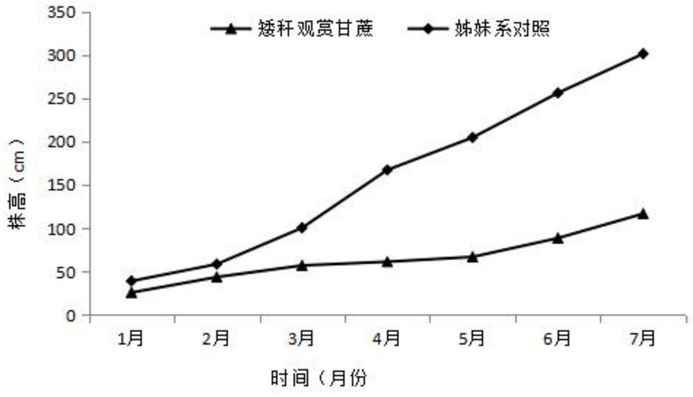 Breeding method for cultivating new germplasms of ornamental dwarf-stalk sugarcane