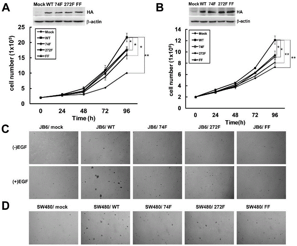 Anti-TOPK antibody with 74th tyrosine residue phosphorylated as well as preparation method and application of anti-TOPK antibody