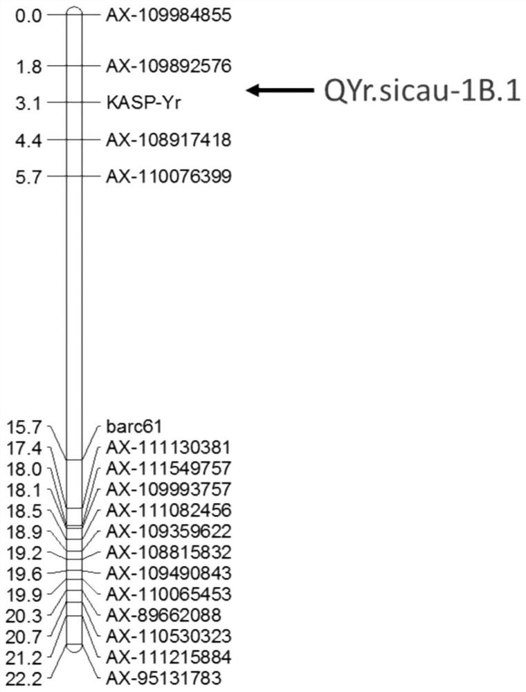 SNP Molecular Markers Linked to Wheat Stripe Rust Resistance Gene qyr.sicau-1b-1 and Its Application
