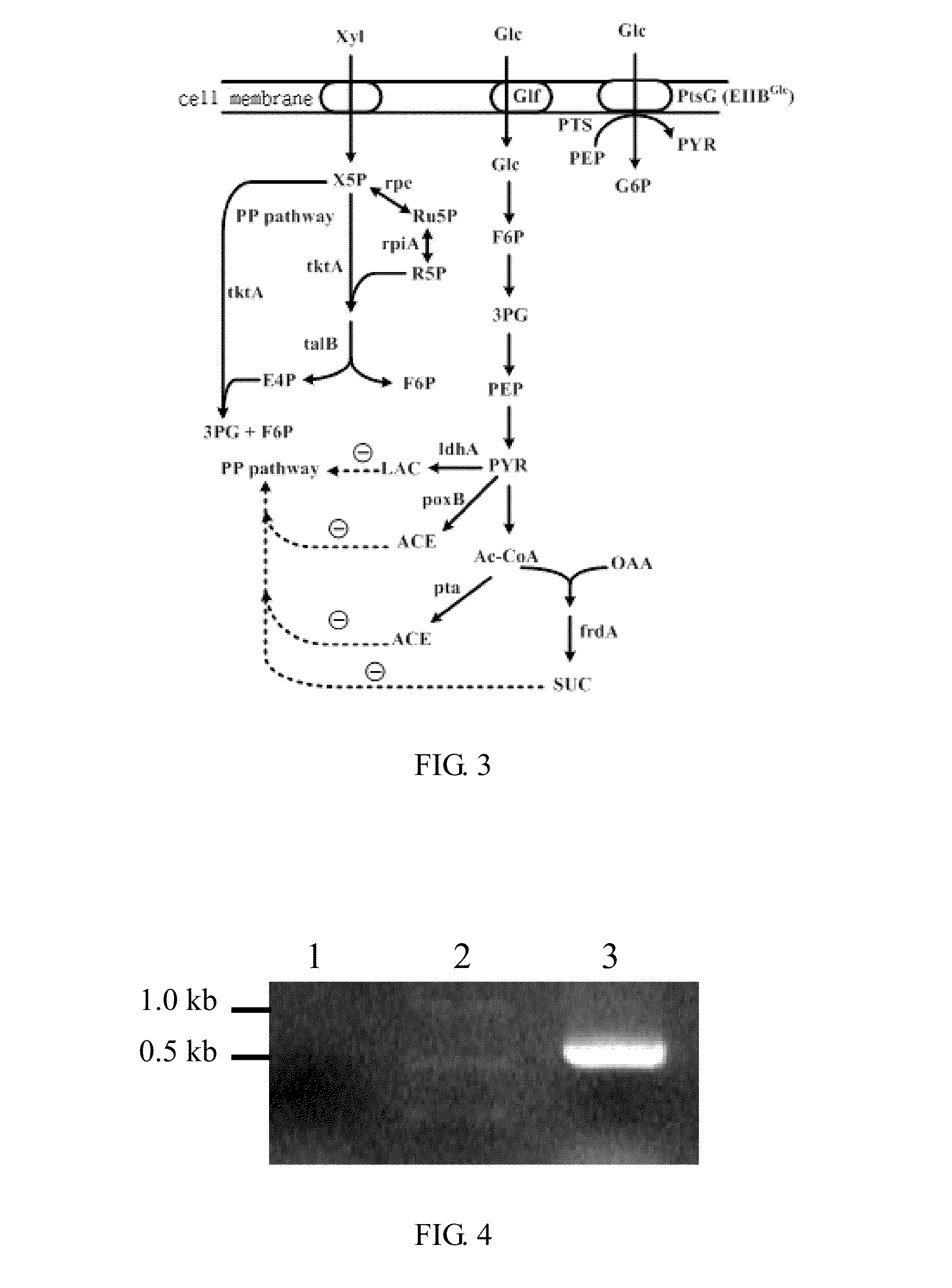 Method for Simultaneous Fermentation of Pentose and Hexose