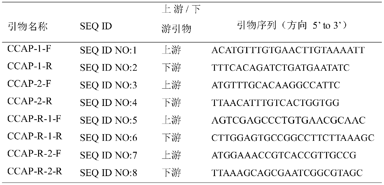 Acyrthosiphon pisum CCAP gene and ligand and receptor thereof, and application of acyrthosiphon pisum CCAP gene and ligand and receptor in aphid insect specific control agent