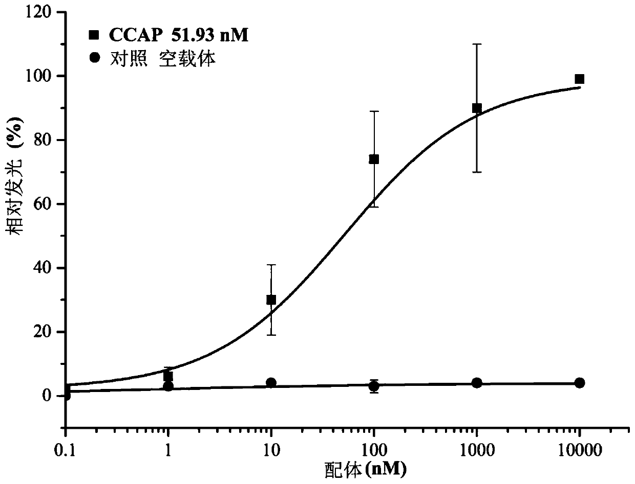 Acyrthosiphon pisum CCAP gene and ligand and receptor thereof, and application of acyrthosiphon pisum CCAP gene and ligand and receptor in aphid insect specific control agent
