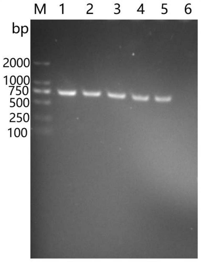 A quantitative method for carp spring viremia virus