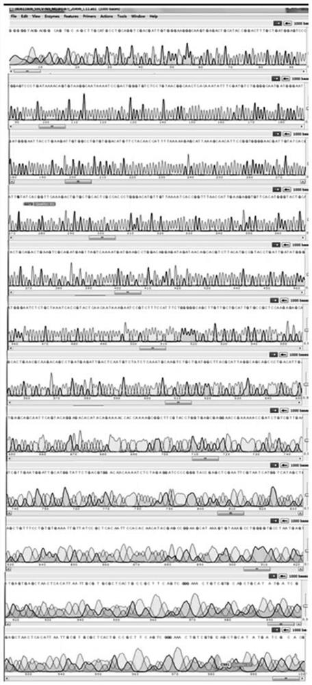 A quantitative method for carp spring viremia virus