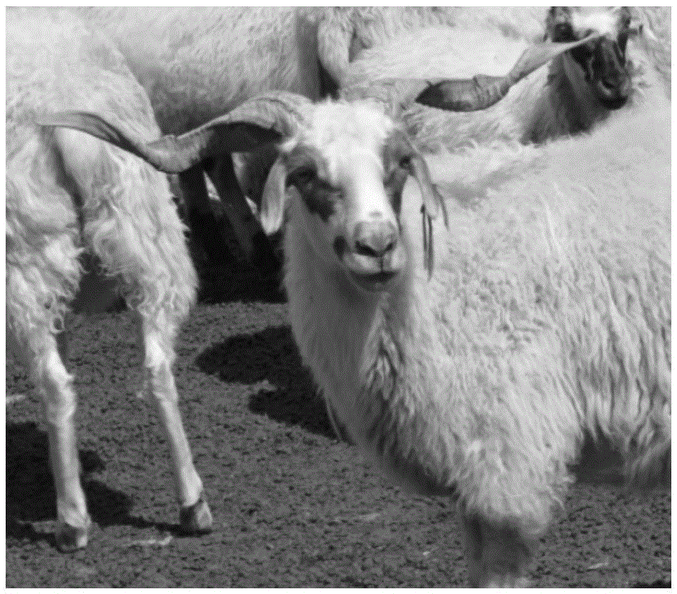 RXDP2 gene SNP marking composition related to sheep horn phenotype and application thereof