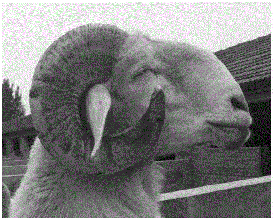 RXDP2 gene SNP marking composition related to sheep horn phenotype and application thereof