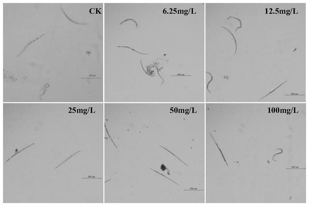 Method for identifying survival state of plant pathogenic nematode larvae in activity determination of nematicide