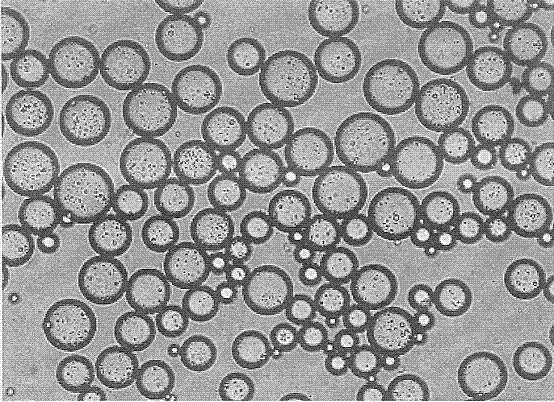 A kind of microencapsulated butylphthalide pharmaceutical composition and its preparation method and application