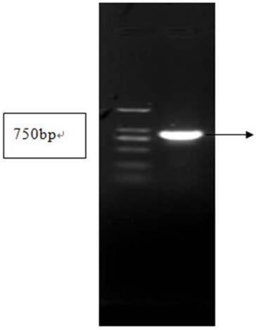 Cultivation method of transgenic rice sterile line based on CYP704B2 gene