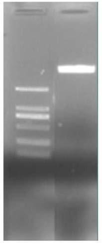 Cultivation method of transgenic rice sterile line based on CYP704B2 gene