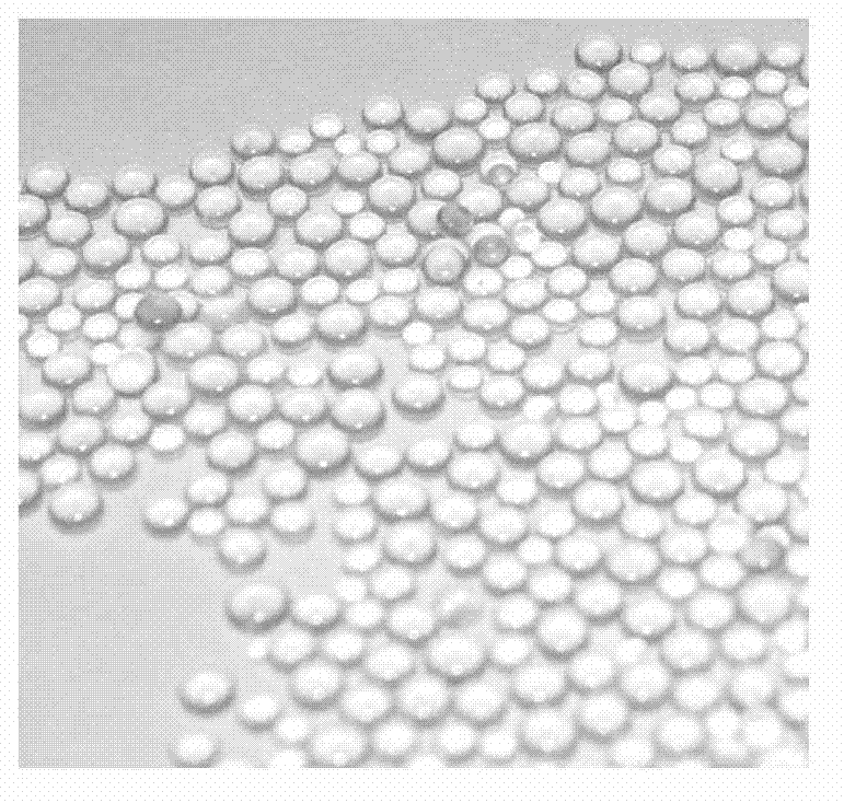 System and method for observing micro-nano bubbles in porous medium