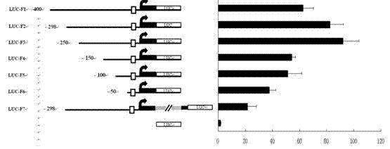 Silkworm Bmlp3 gene promoter and use thereof