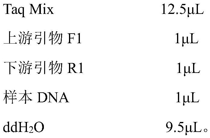 Primer group, kit and application of primer group in rapid identification of pepper root rot bacteria