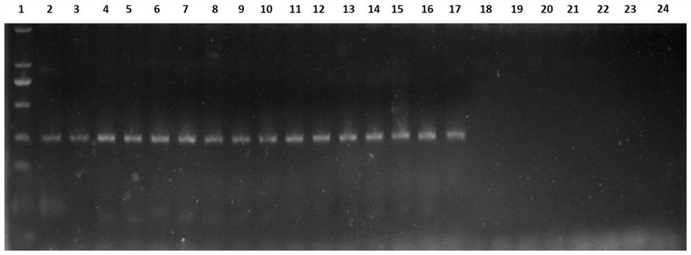 Primer group, kit and application of primer group in rapid identification of pepper root rot bacteria