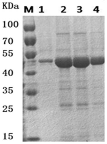 Anti-Pseudomonas aeruginosa exotoxin-a nanobody and its application