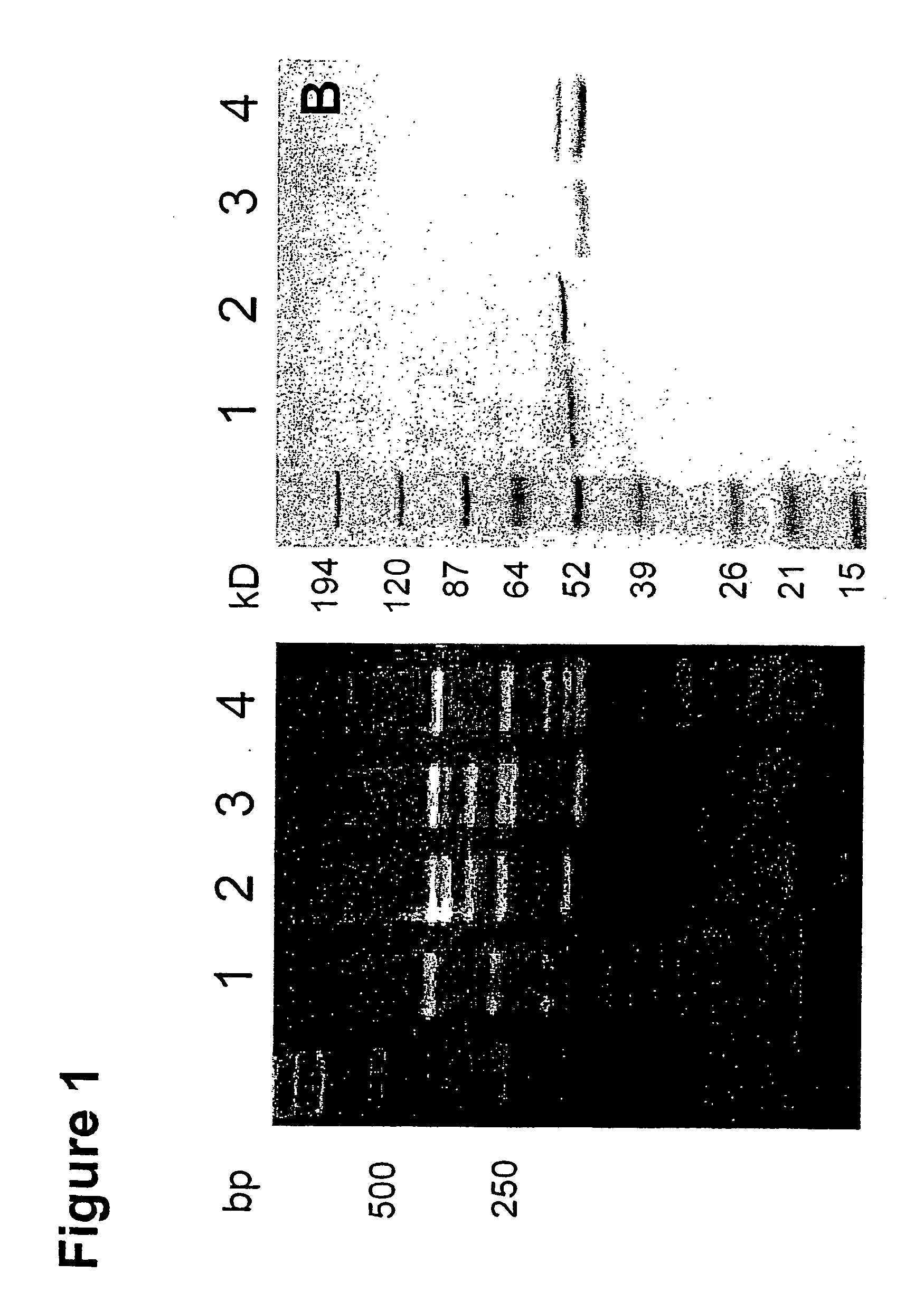 Human antibodies specific to kdr and uses thereof