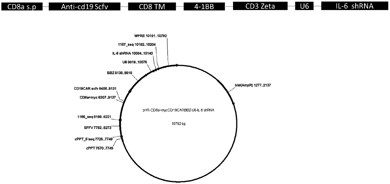 CD19-CAR-T (Chimeric Antigen Receptor T) cell interfering with IL (interleukin)-6 expression and application thereof