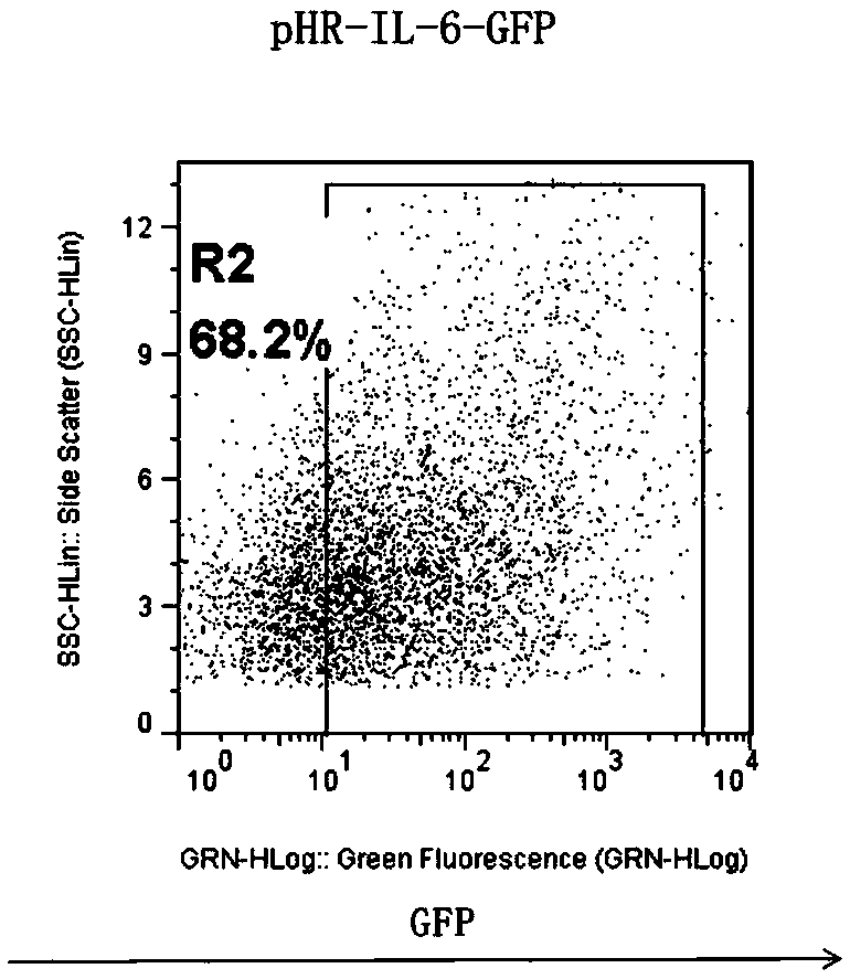 CD19-CAR-T (Chimeric Antigen Receptor T) cell interfering with IL (interleukin)-6 expression and application thereof