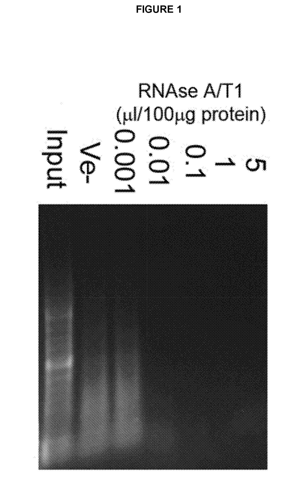 Method for Preventing or Treating a Protein Aggregation Disease