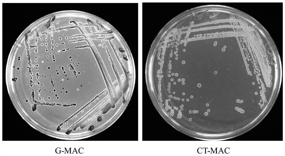 Isolation medium for detecting Escherichia coli O157 and preparation method thereof