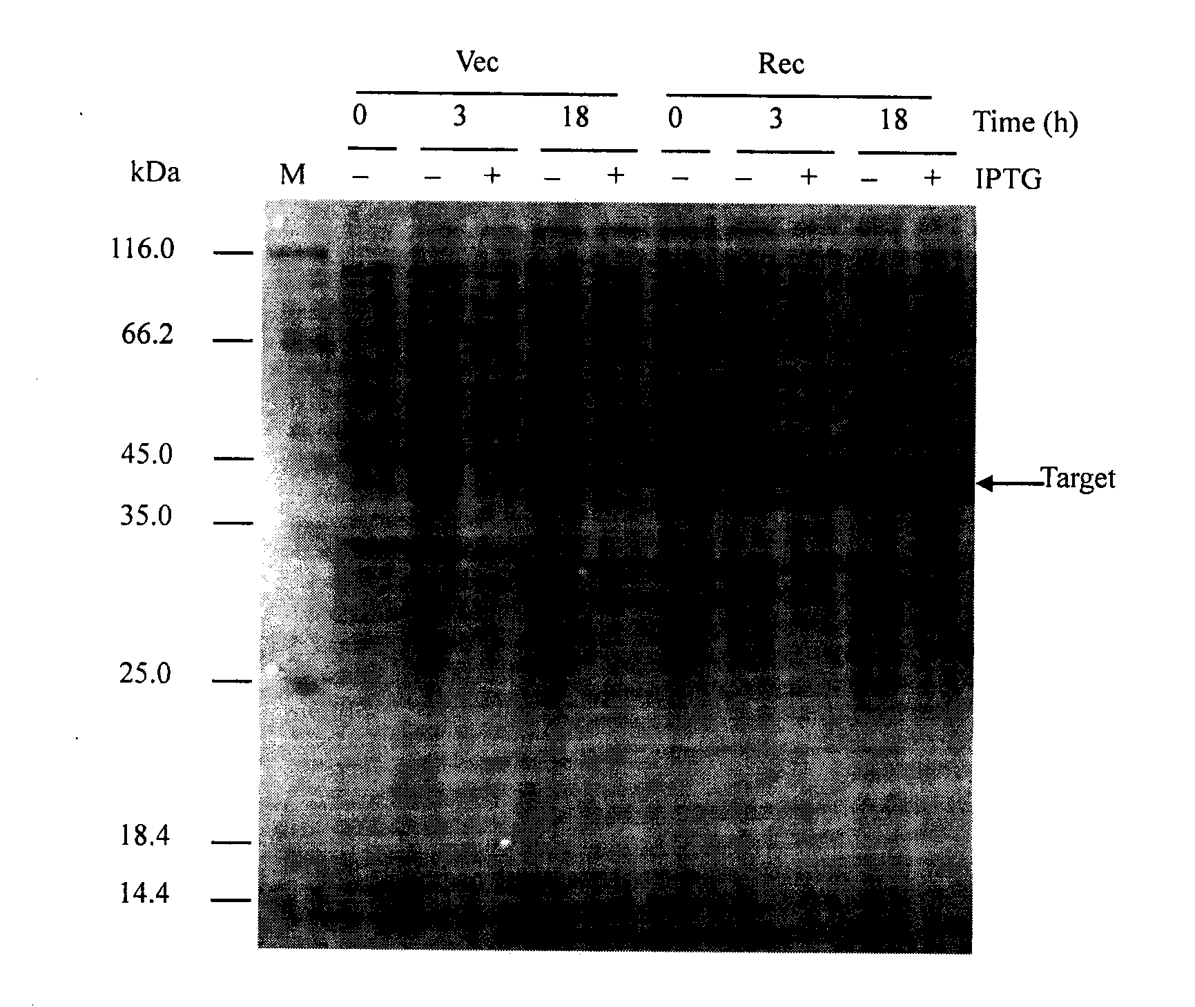 Short-tube lycoris S-adenosylmethionine synthetase and its coding gene and use