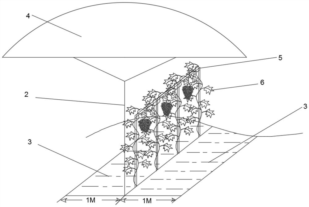 Method for inhibiting grape powdery mildew by using reflective ground cloth