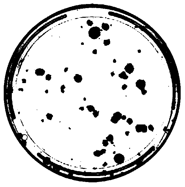 A kind of digestion solution and separation method of primary separation of tendon stem cells derived from Achilles tendon