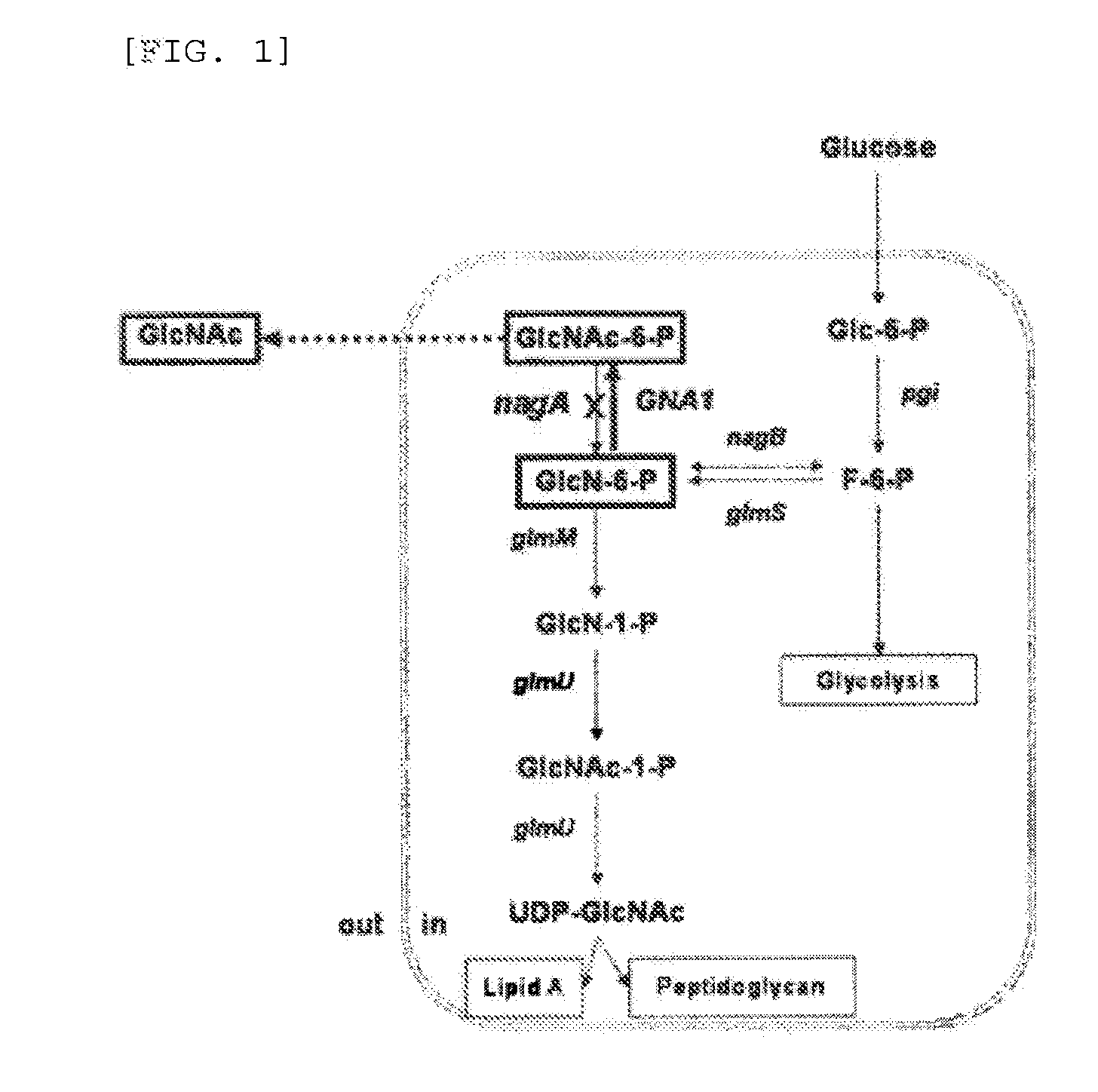 Corynebacterium Genus Microorganism Having Ability to Produce N-Acetyl Glucosamine and Method for Producing N-Acetyl Glucosamine or Glucosamine Using the Same