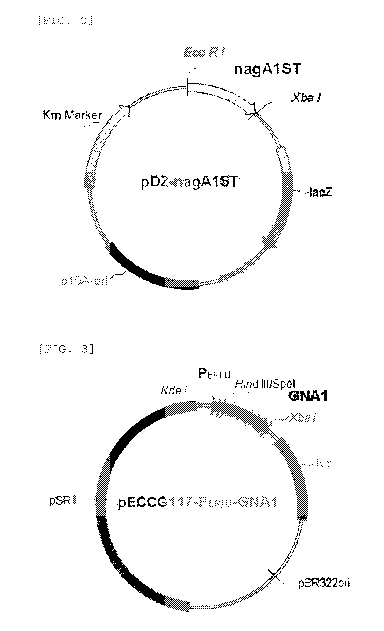 Corynebacterium Genus Microorganism Having Ability to Produce N-Acetyl Glucosamine and Method for Producing N-Acetyl Glucosamine or Glucosamine Using the Same