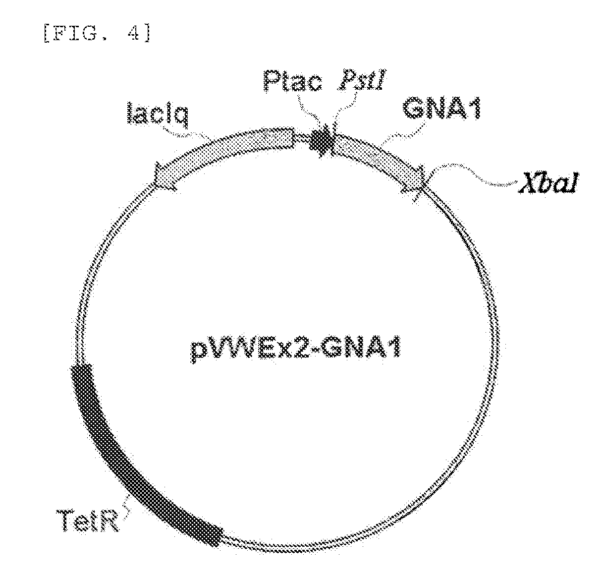 Corynebacterium Genus Microorganism Having Ability to Produce N-Acetyl Glucosamine and Method for Producing N-Acetyl Glucosamine or Glucosamine Using the Same