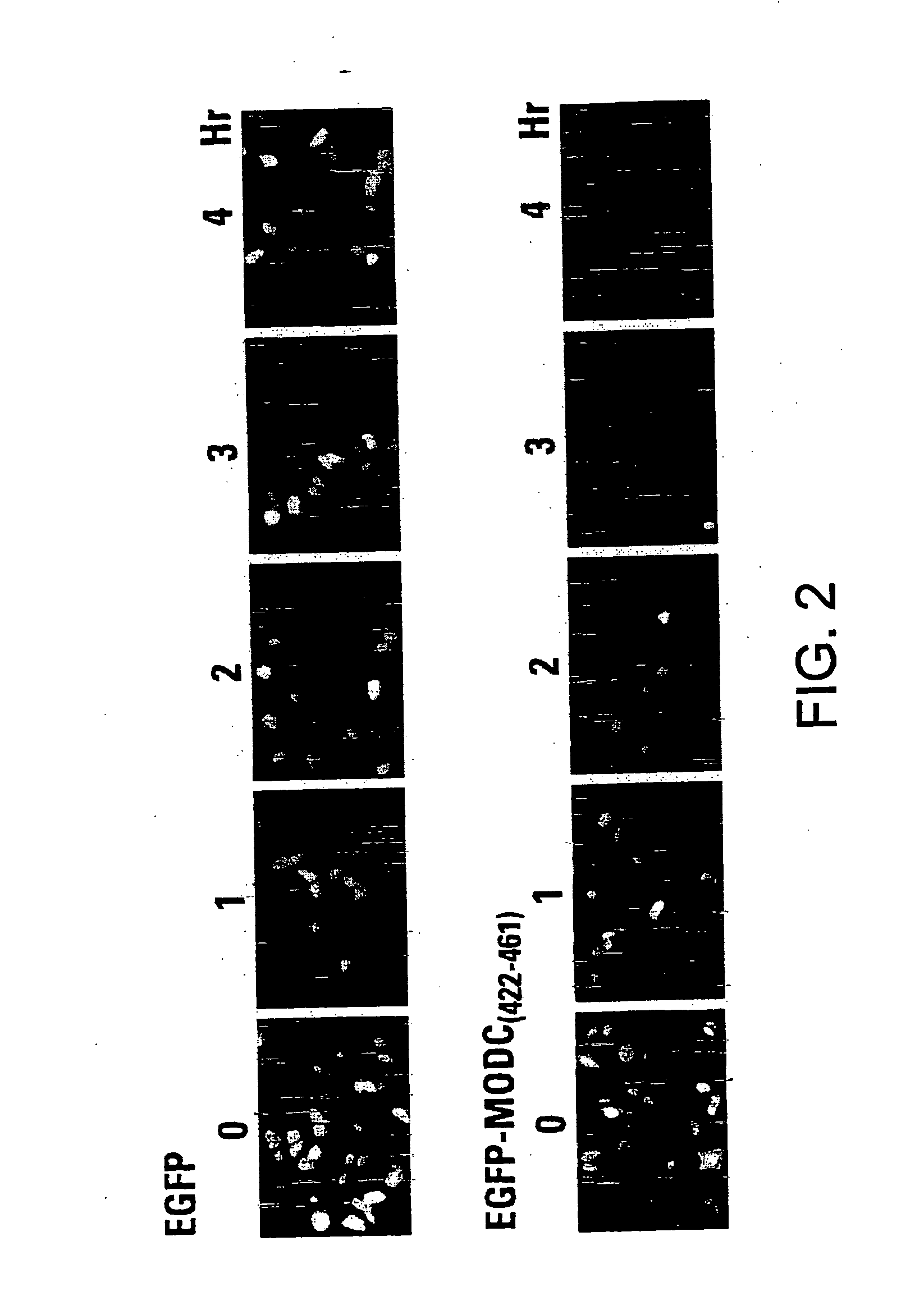 Rapidly degrading GFP-fusion proteins and methods of use