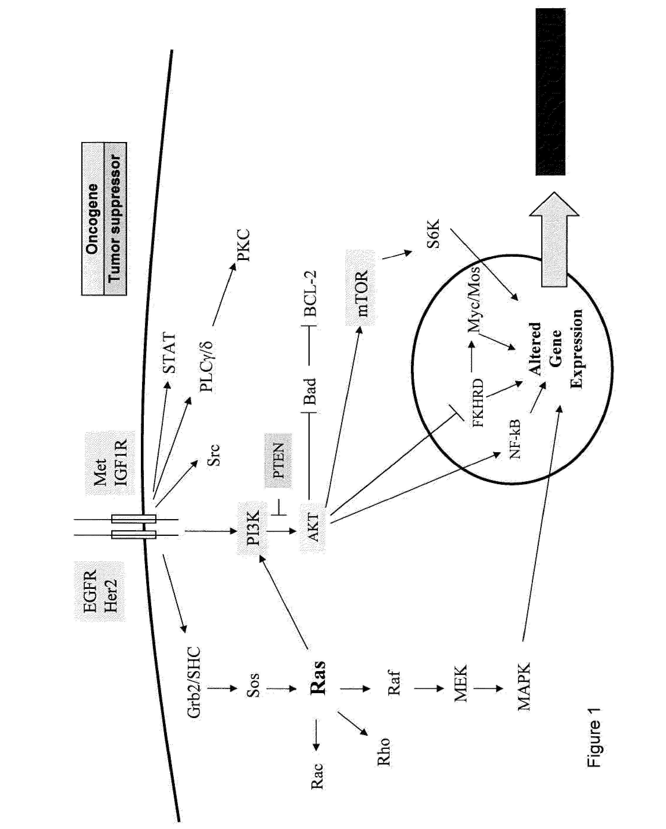 Methods and gene expression signature for assessing ras pathway activity