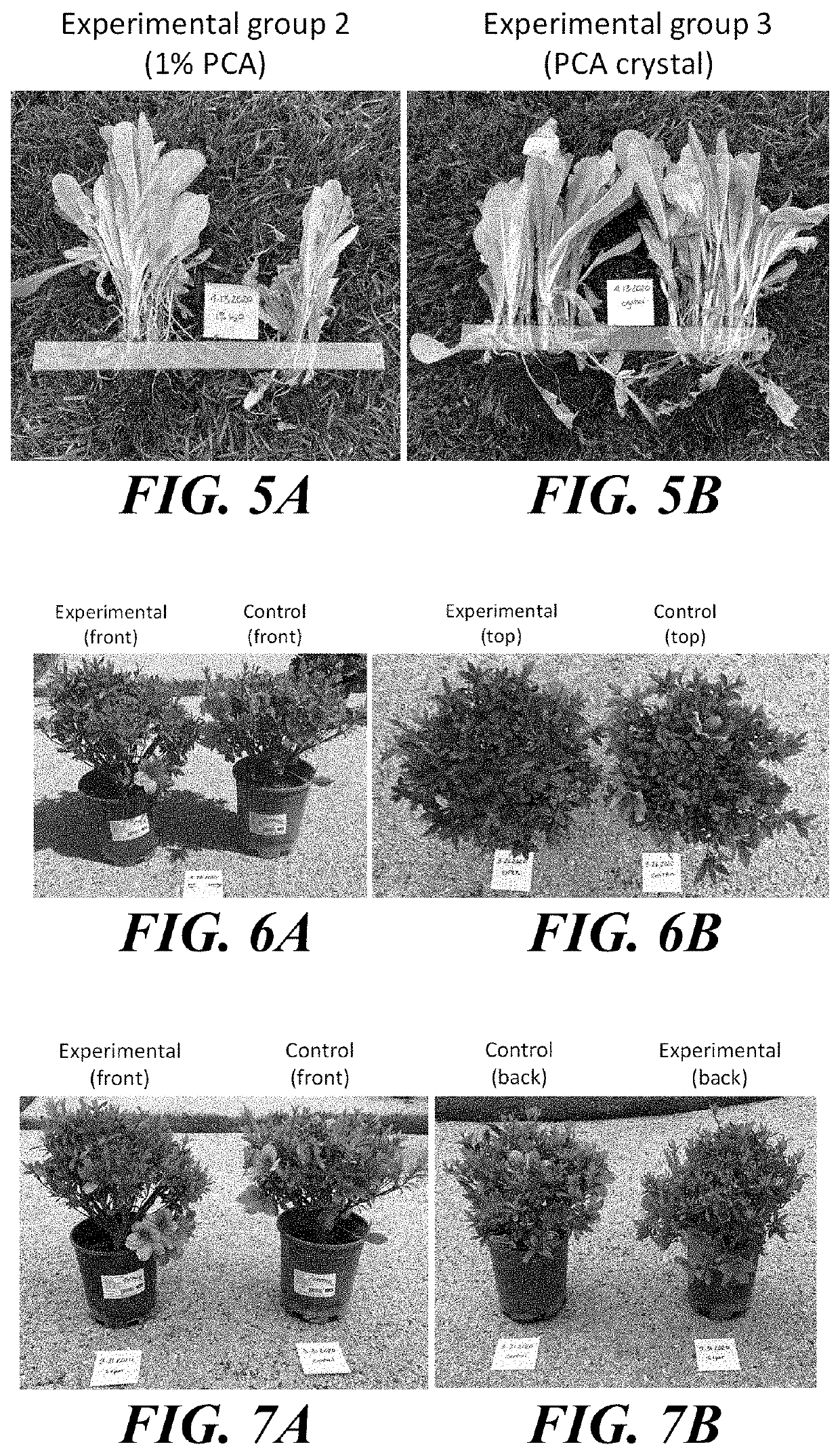 Fertilizer compositions and plants containing  protocatechuic acid, and uses thereof