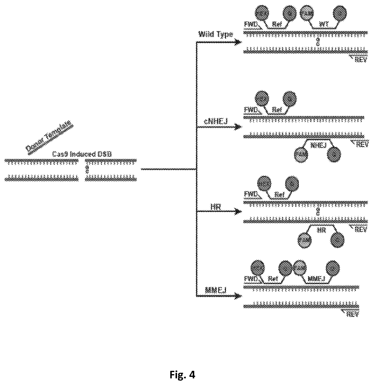 Compositions & methods for monitoring DNA repair
