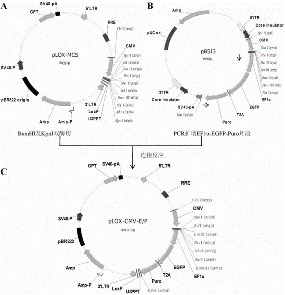 Lentiviral expression vector pLOX-CMV-E/P and construction and application thereof