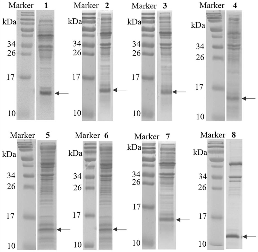 Human interleukin 2-polyethylene glycol conjugate and application thereof