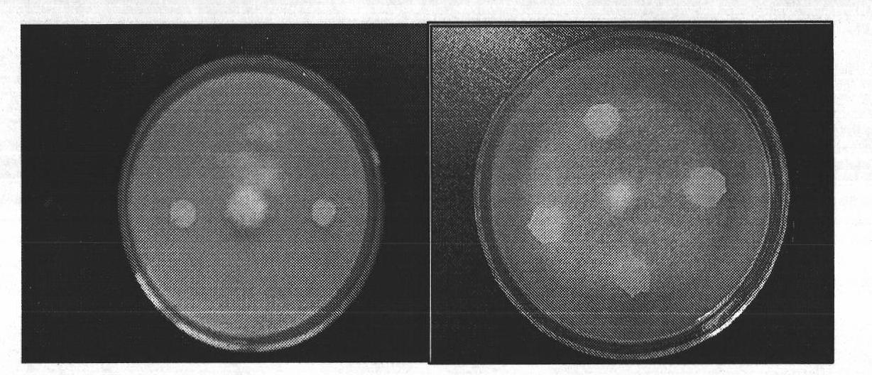 Streptomyces albus MC-15 bacterial strain as well as method and application thereof for preparing fermentation liquor thereby
