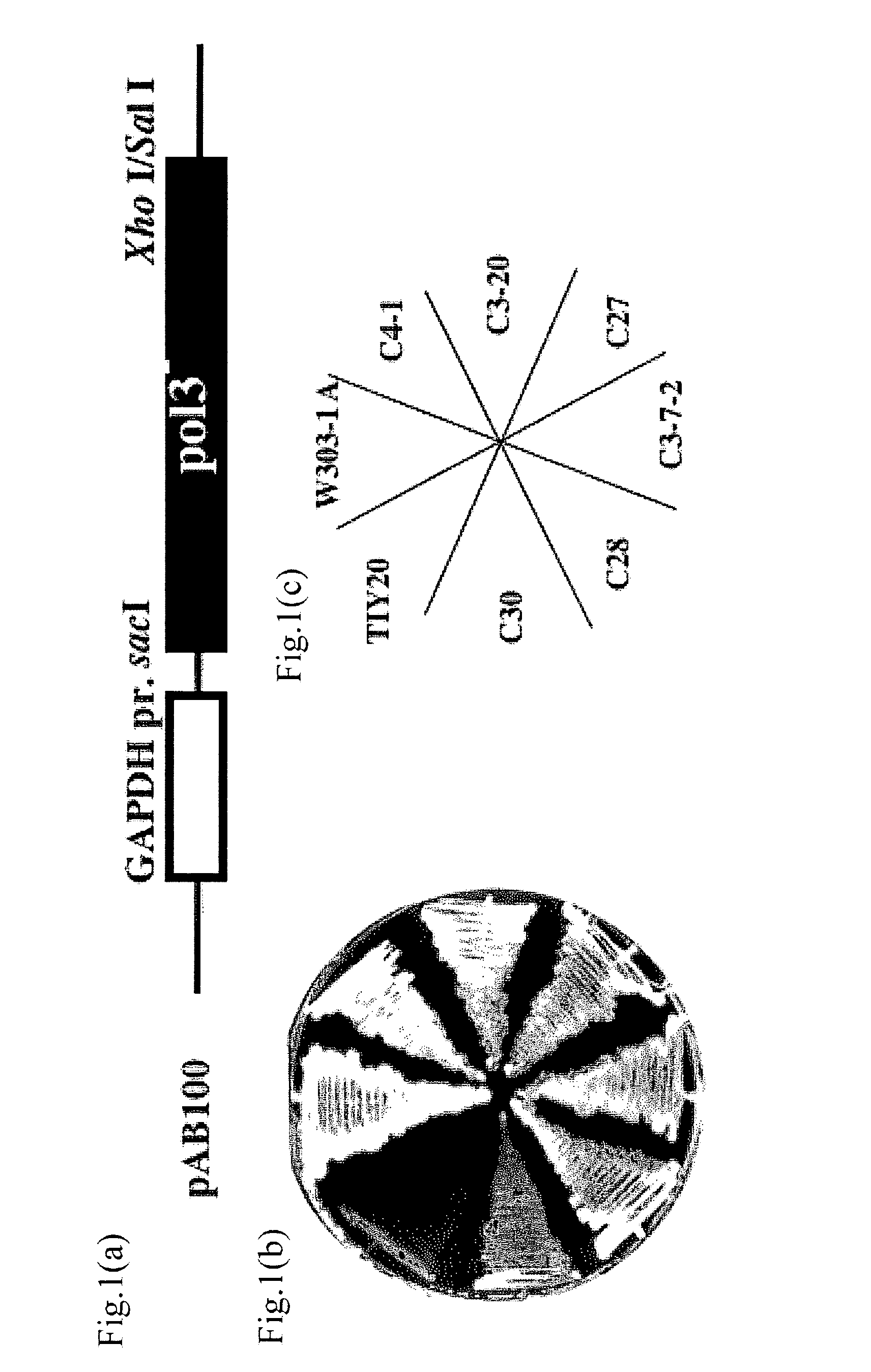 Breeding method for yeast, yeast and a production method for glycoprotein or beta-glucan