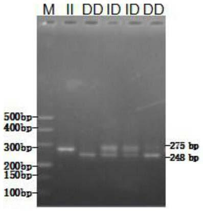 Primer pair, kit and method for detecting sheep CSF1R gene insertion/deletion polymorphism and application of method