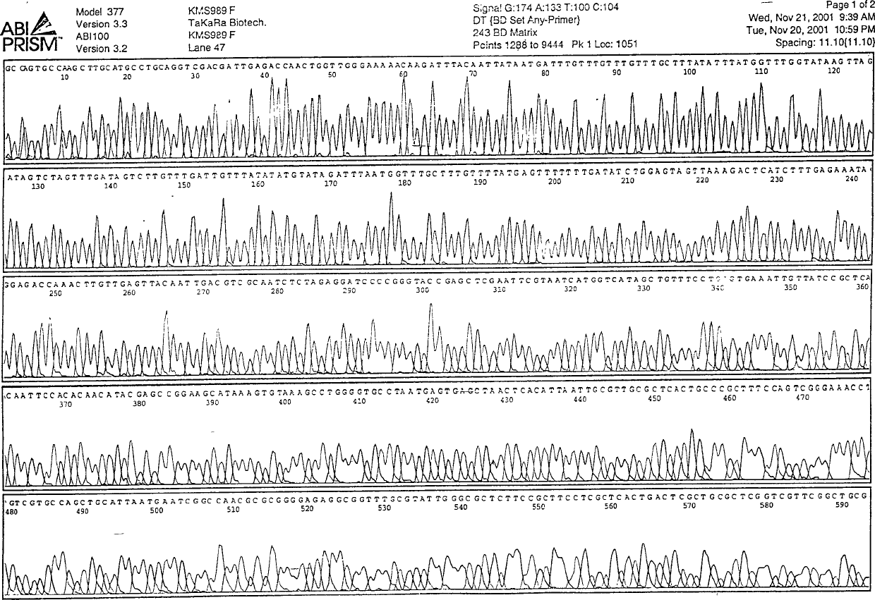 Specificity determination and application of one section of candida albicans DNA sequence