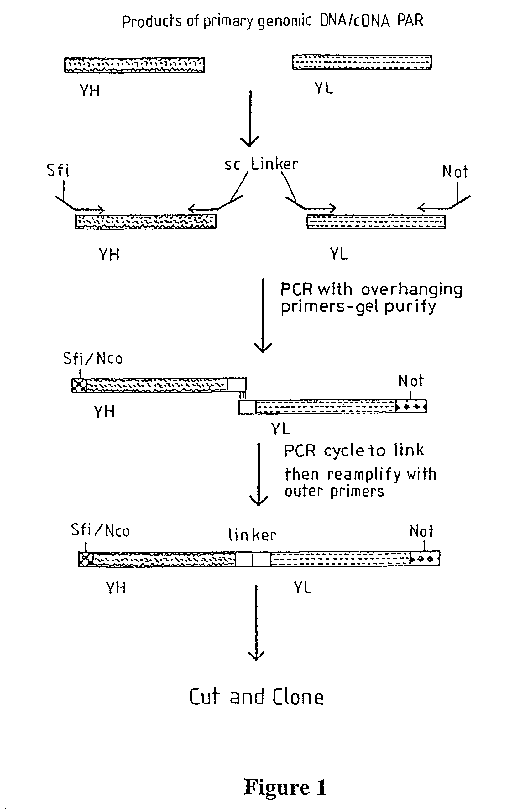 Materials and methods relating to fusion proteins for inducing an immune response