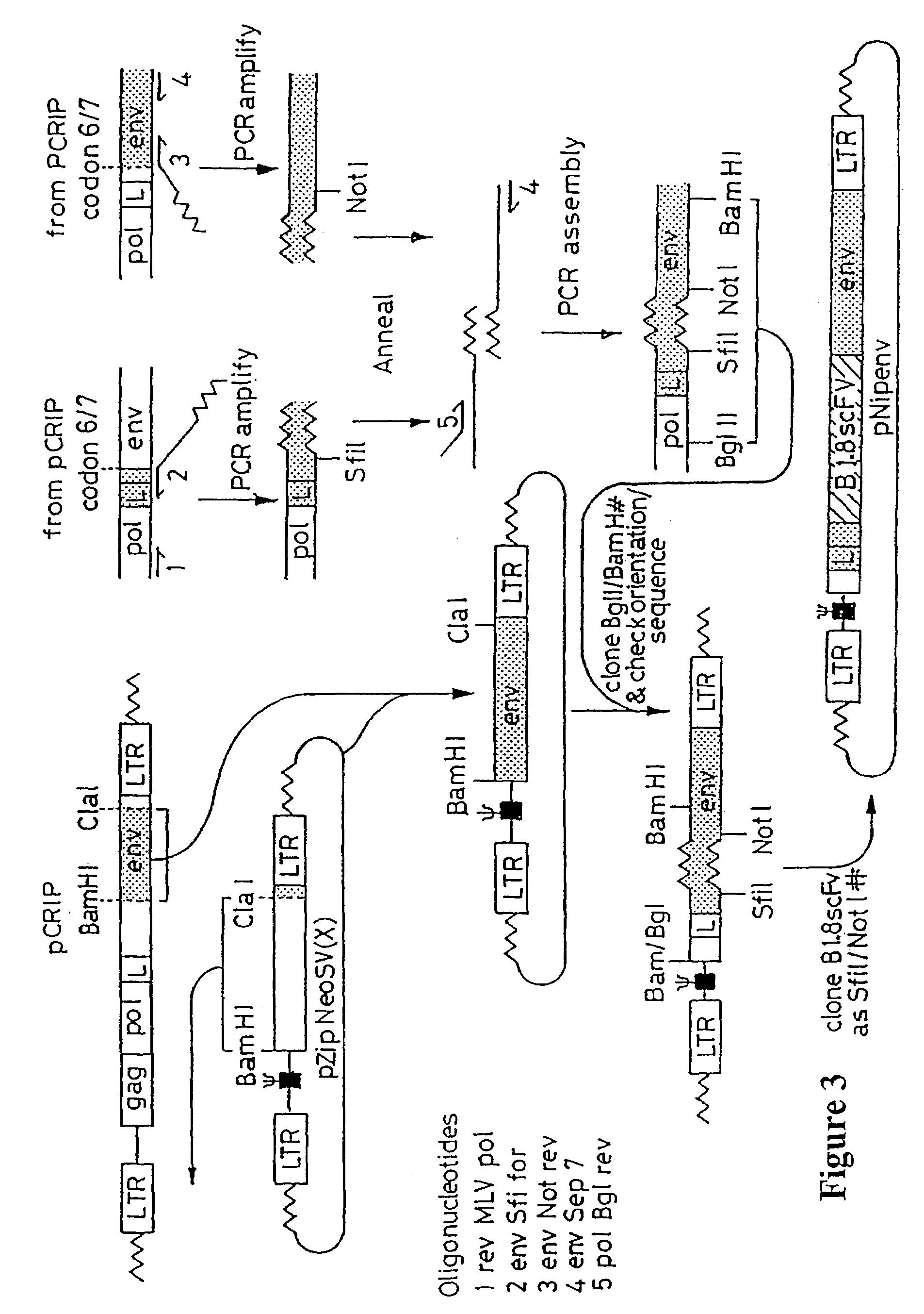 Materials and methods relating to fusion proteins for inducing an immune response